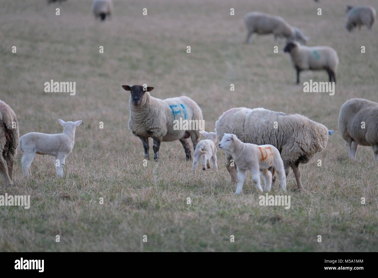 Edinburgh, Macmerry, Livingston, UK. 21.Feb.2018. Frühjahr Lämmer in einem Feld junge lämmer dargestellt in einem Feld in der Nähe von Macmerry, Tranent, East Lothian. (Foto: Rob Grau): Rob Grau/Alamy leben Nachrichten Stockfoto