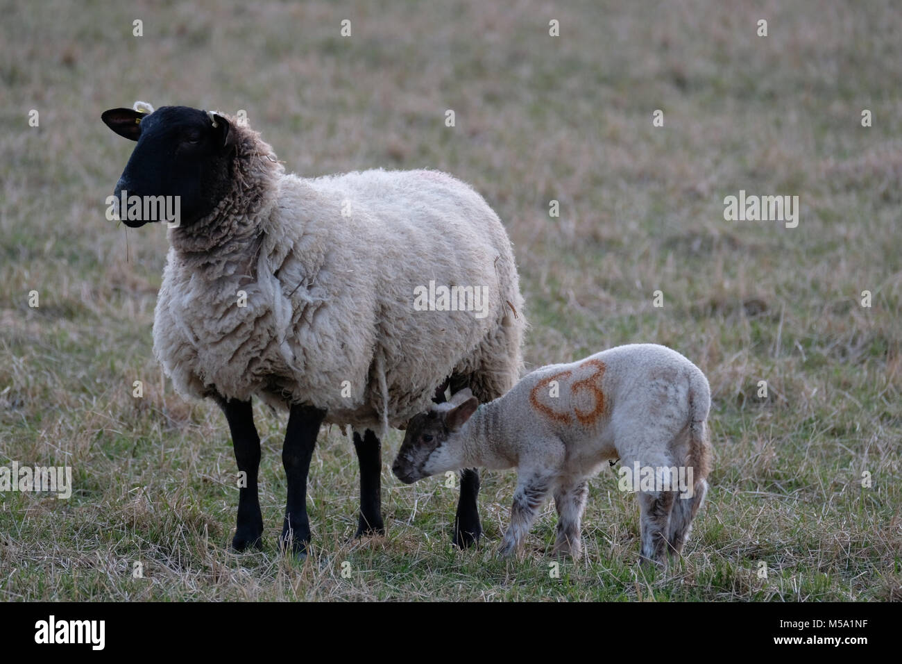 Texel mutterschaf mit neugeborenem lamm Fotos und Bildmaterial in