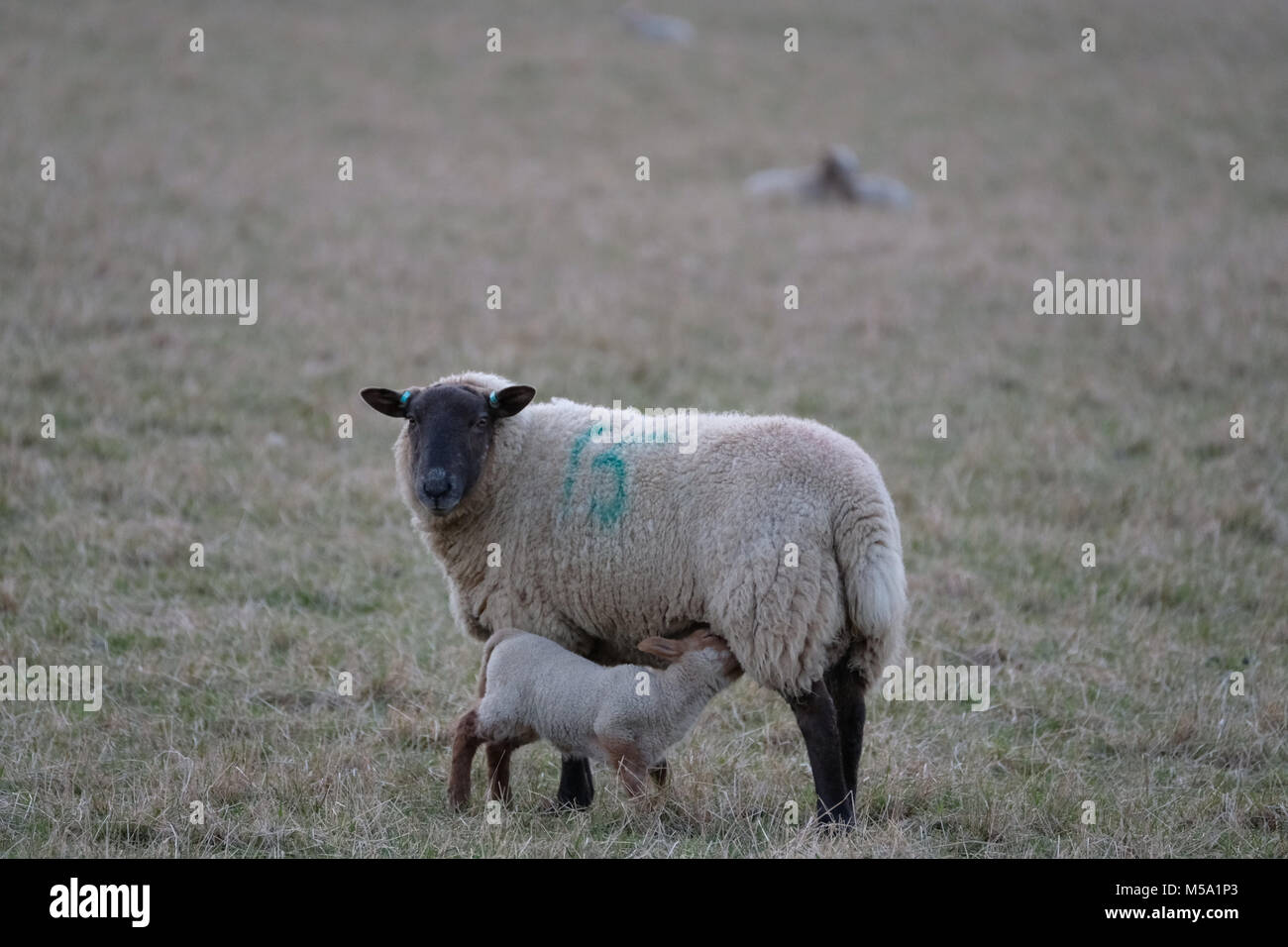 Edinburgh, Macmerry, Livingston, UK. 21.Feb.2018. Frühjahr Lämmer in einem Feld junge lämmer dargestellt in einem Feld in der Nähe von Macmerry, Tranent, East Lothian. (Foto: Rob Grau): Rob Grau/Alamy leben Nachrichten Stockfoto