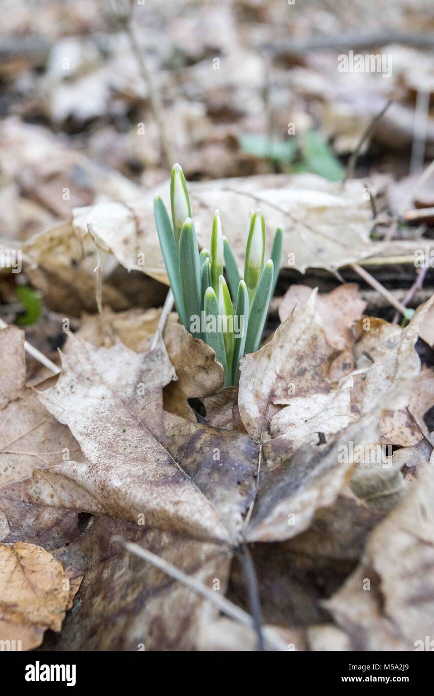 Großpolen, Polen. 16 Feb, 2018. Der frühe Frühling gestartet. Im Bild: Schneeglöckchen. Credit: Dawid Tatarkiewicz/ZUMA Draht/Alamy leben Nachrichten Stockfoto