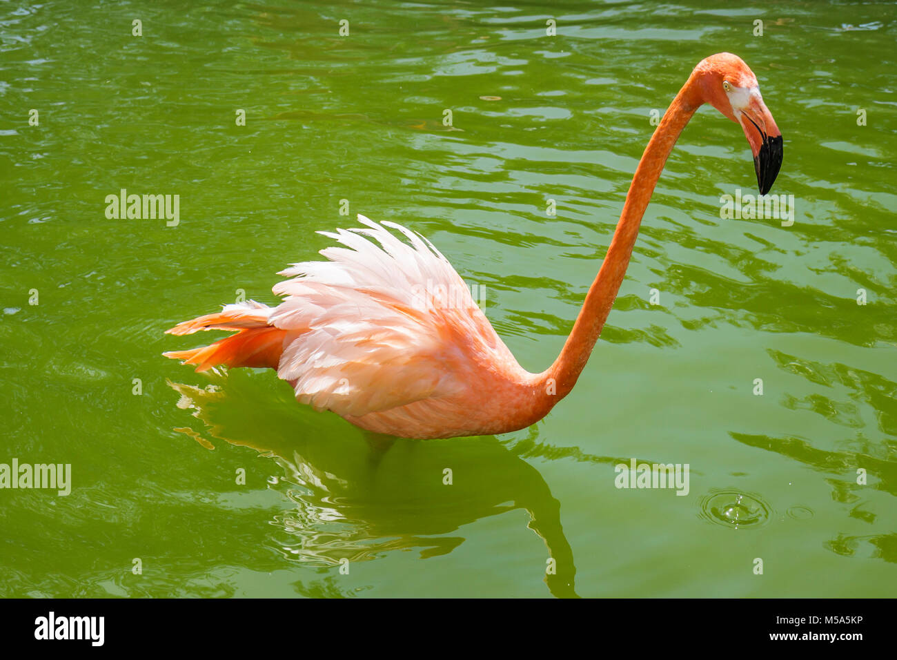 Miami Florida, Metrozoo, Zoo, rosa Flamingo, exotische Vögel, Besucher reisen Reise Reise Tourismus Wahrzeichen Kultur Kultur Kultur, Urlaub Stockfoto