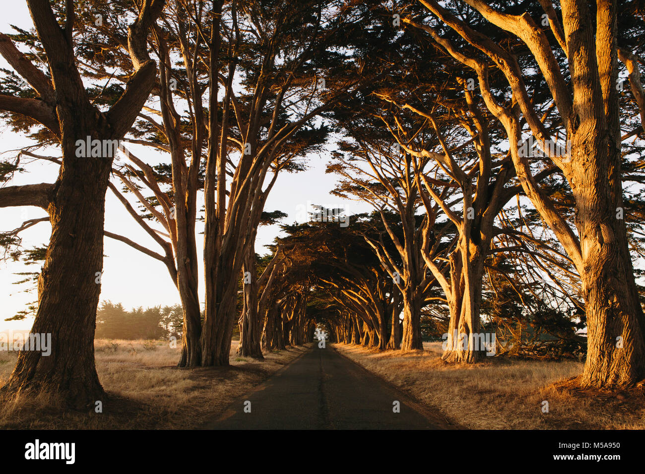 Blick entlang einem Tunnel der Zypressen, die zusammen auf der Straße gewachsen, die Cypress Tree Tunnel zu erstellen. Dämmerung, Sonnenuntergang. Stockfoto