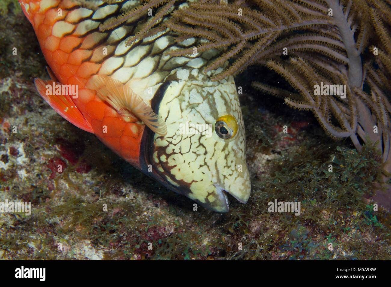 Bremsleuchte, Papageienfische knabbert Algen aus dem Substrat der ein Riff in den Florida Keys. Stockfoto