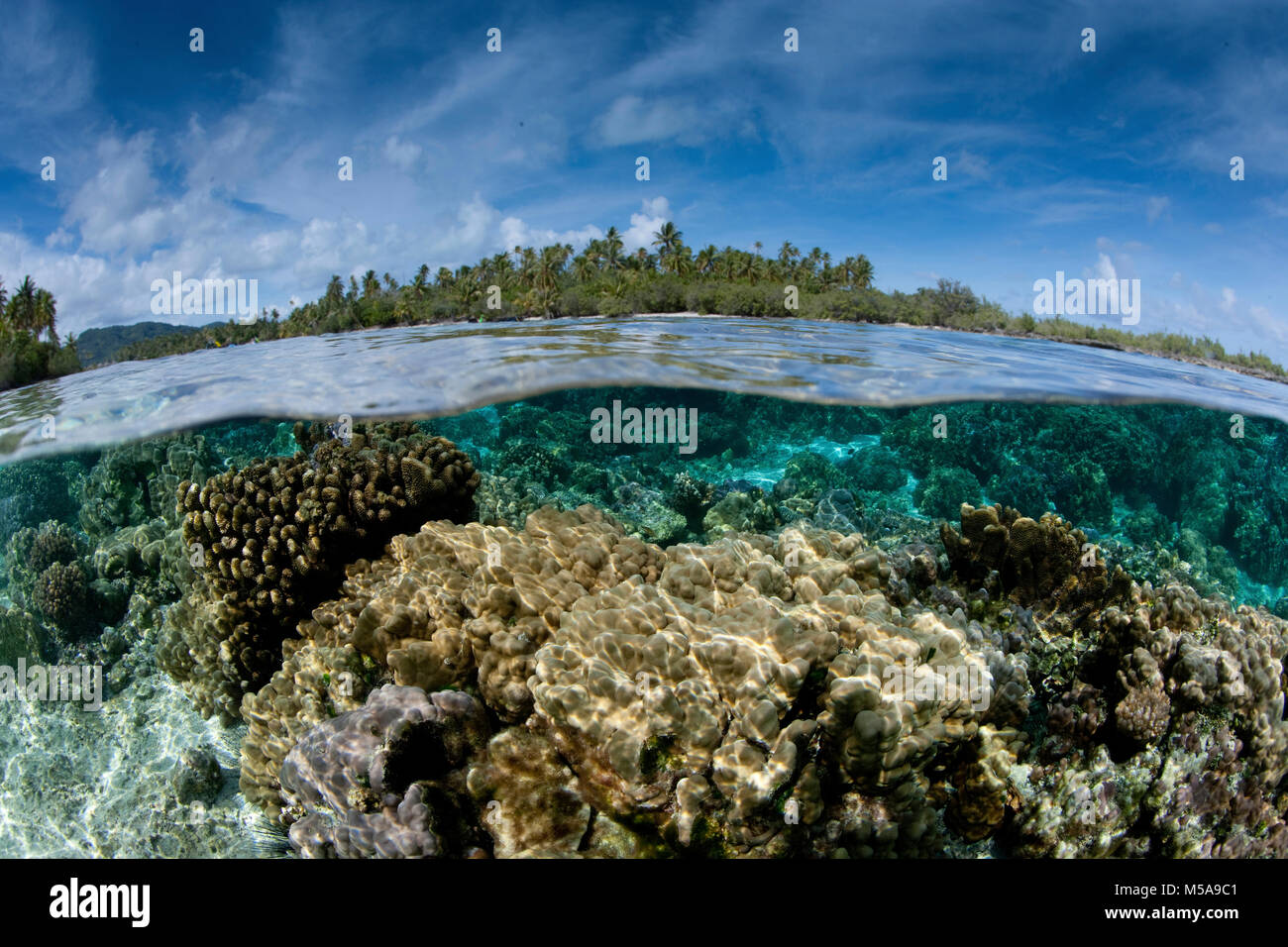 Über/Unter der Meeresboden zwischen den beiden kleinen Inseln in der Nähe von Taha'a, in Französisch Polynesien. Schnell fließenden Wasser nährt die Koralle. Stockfoto