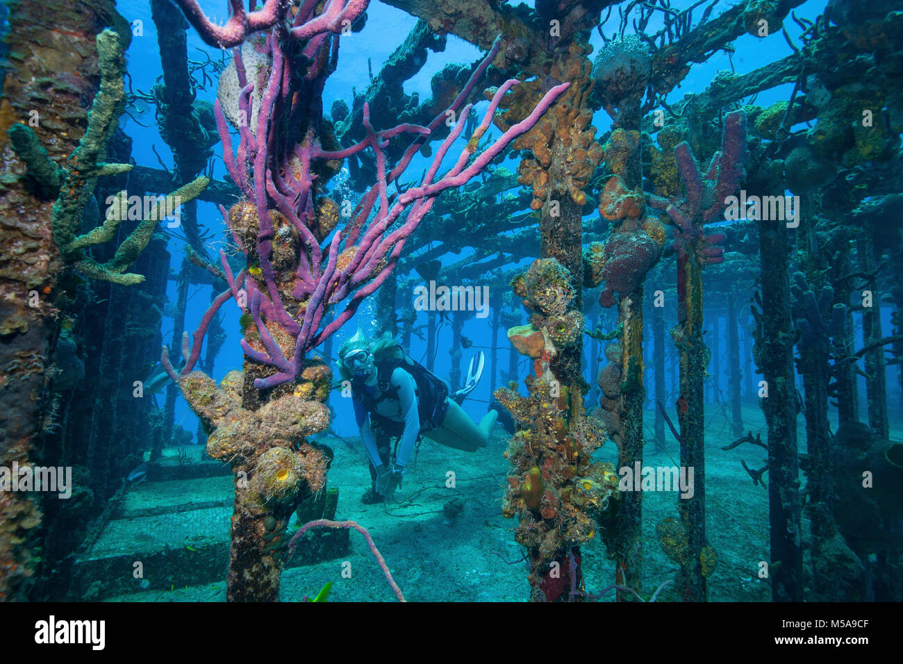 Taucher schwimmt inmitten der Überreste des Willaurie Schiffbruch, Nassau, Bahamas Stockfoto