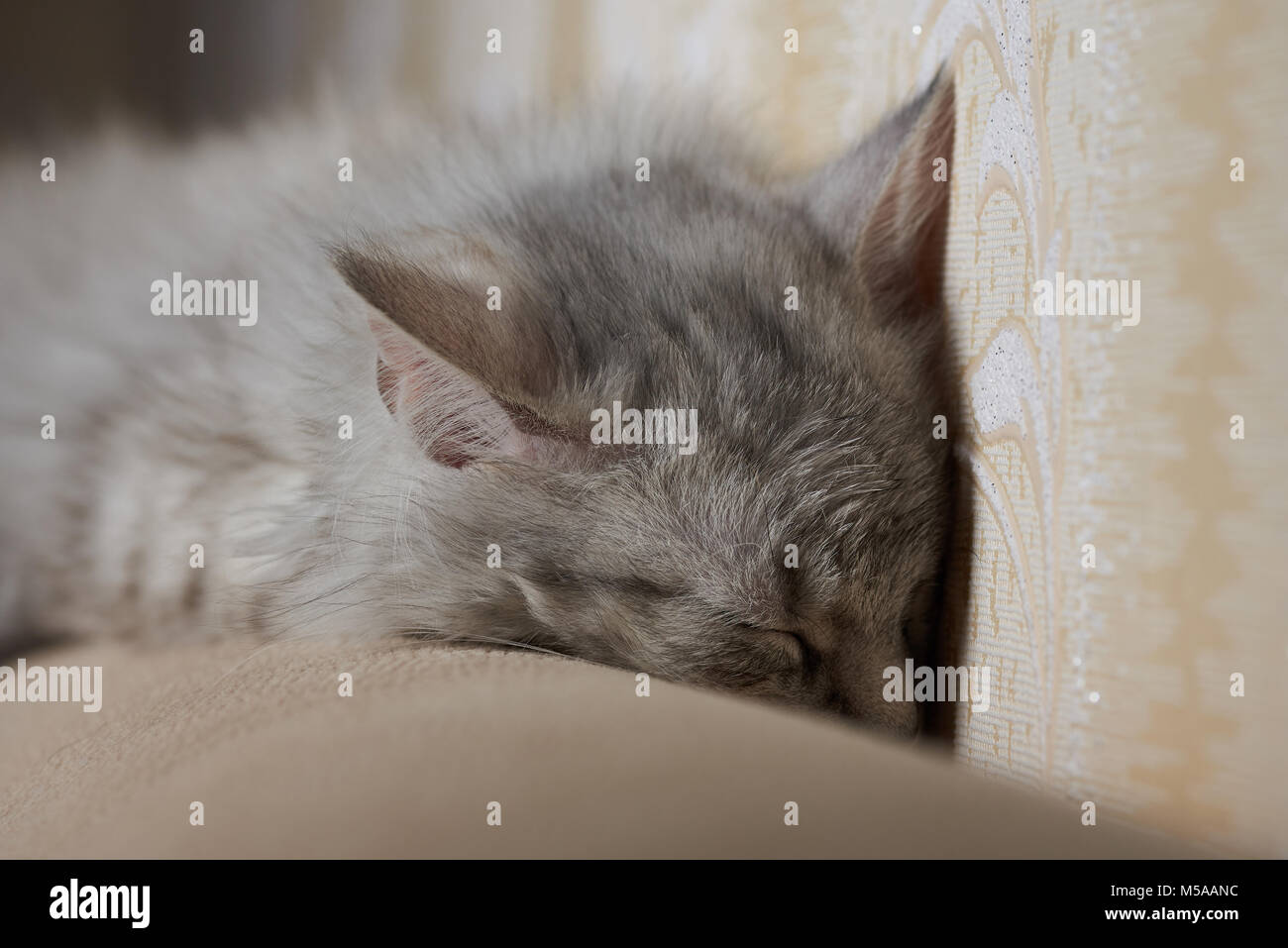 Katze schläft auf dem Sofa mit dem Kopf an der Wand Stockfoto