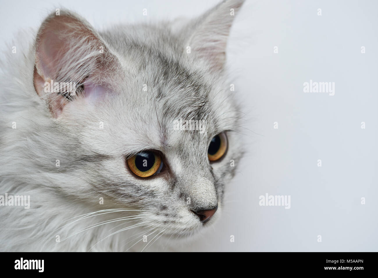 Leiter der Grauen flauschige Katze auf weißem Hintergrund Stockfoto
