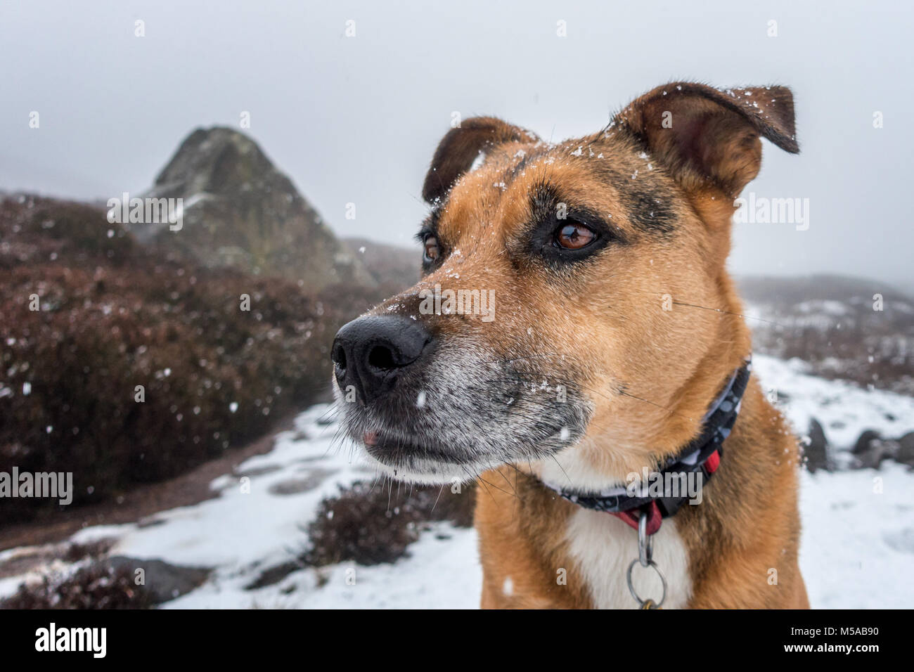 Porträts von einem staffie Kreuz Hund mit Schneeflocken auf seinem Gesicht draußen, während es schneit Stockfoto