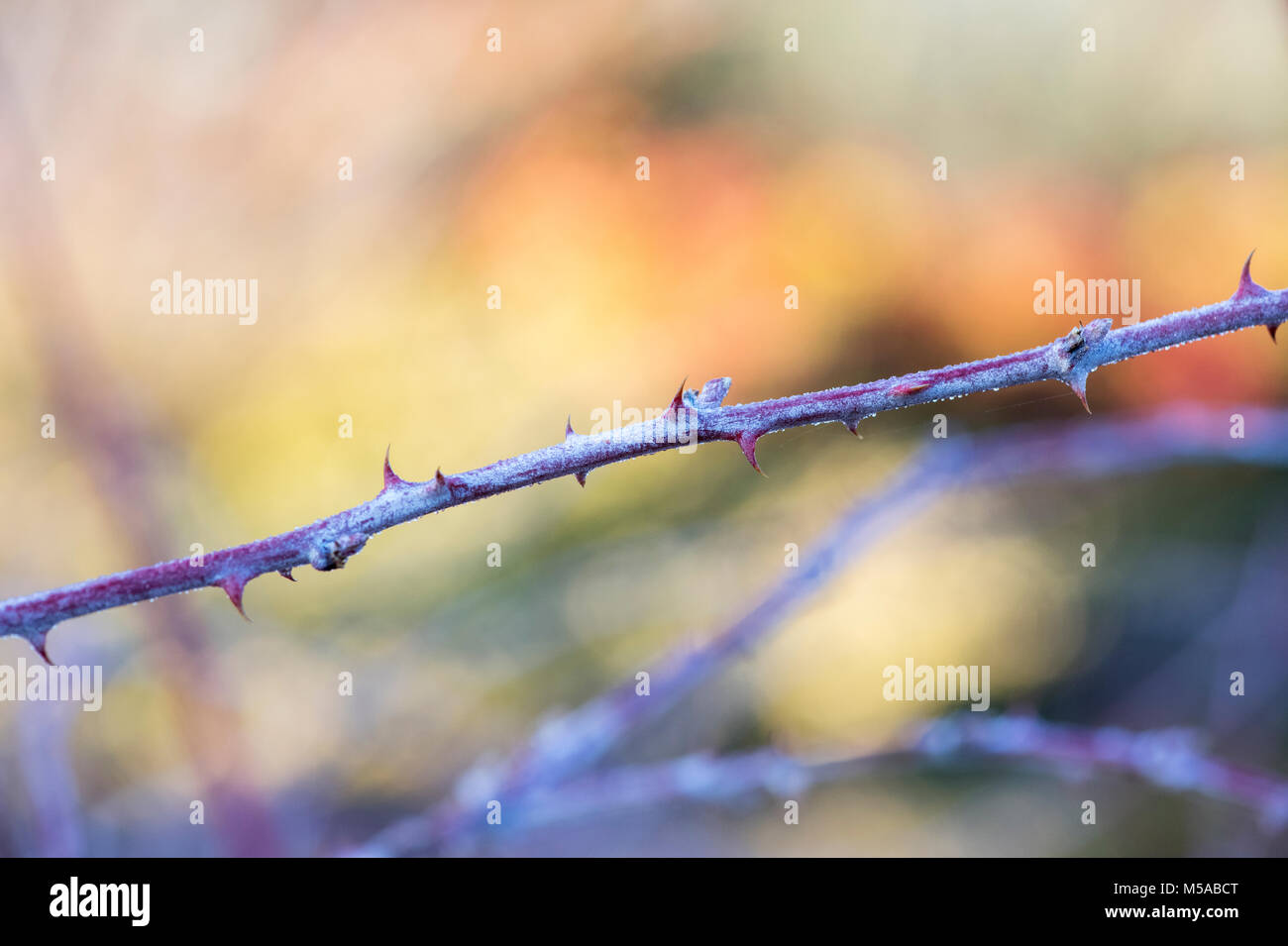 Rubus Goldenvale cockburnianus''. Weiß - aufgehaltene Dornbusch" Goldenvale' Stockfoto