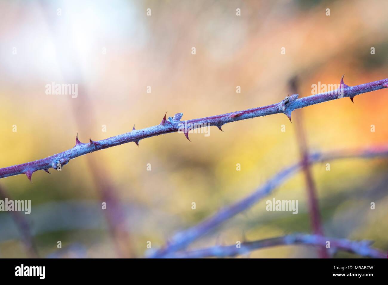Rubus Goldenvale cockburnianus''. Weiß - aufgehaltene Dornbusch" Goldenvale' Stockfoto