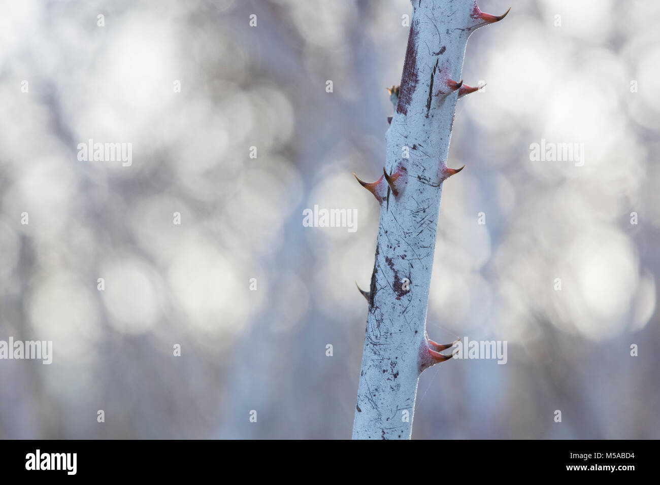 Rubus cockburnianus. Weiß - aufgehaltene Dornbusch Stockfoto