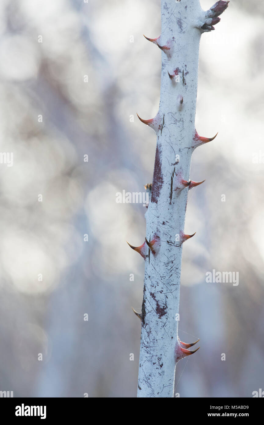 Rubus cockburnianus. Weiß - aufgehaltene Dornbusch Stockfoto