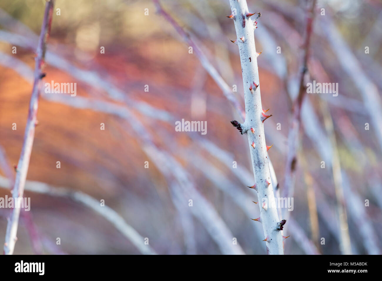 Rubus cockburnianus. Weiß - aufgehaltene Dornbusch Stockfoto