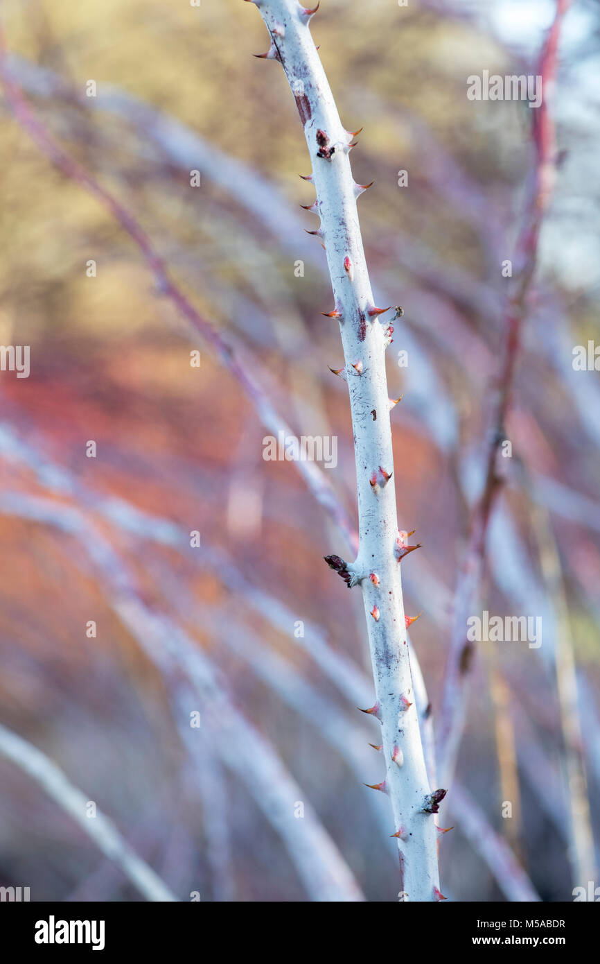 Rubus cockburnianus. Weiß - aufgehaltene Dornbusch Stockfoto