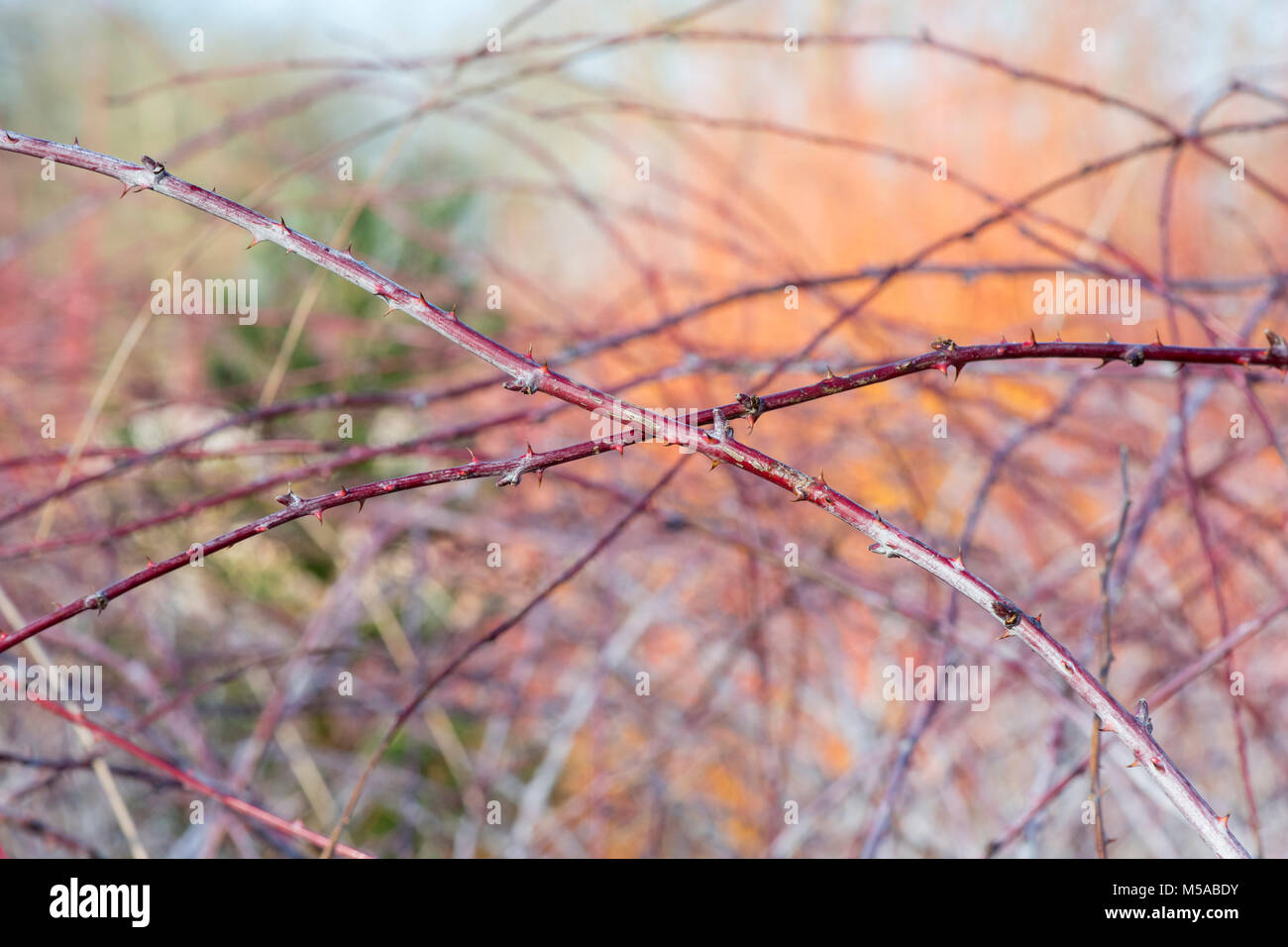 Rubus cockburnianus. Weiß - aufgehaltene Dornbusch Stockfoto
