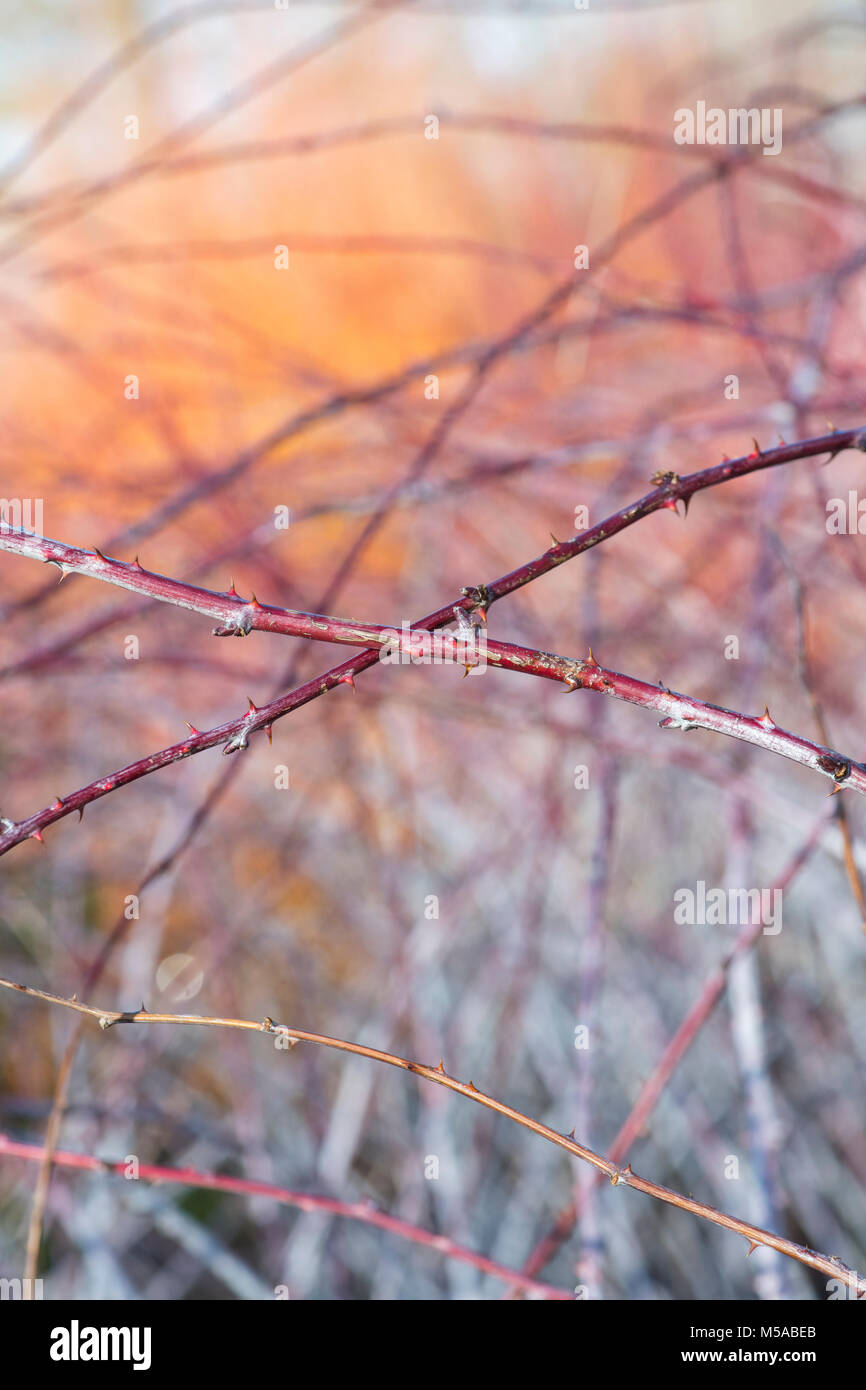 Rubus cockburnianus. Weiß - aufgehaltene Dornbusch Stockfoto