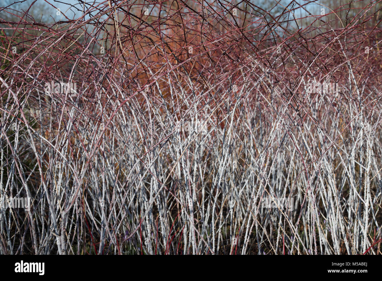 Rubus cockburnianus. Weiß - aufgehaltene Dornbusch Stockfoto