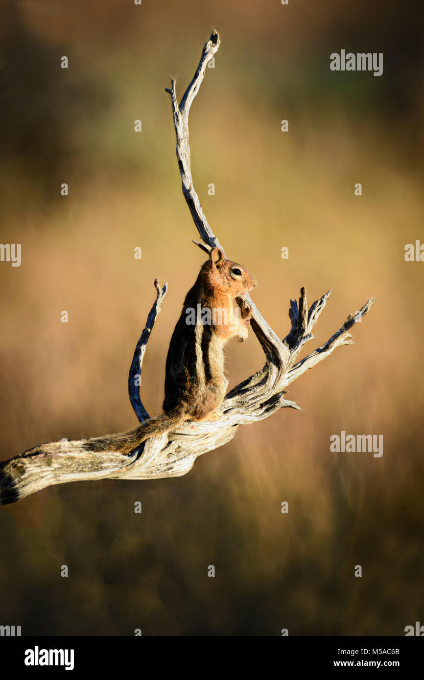 USA, Oregon, Americam, Goldene mantled Ground Squirrel Stockfoto