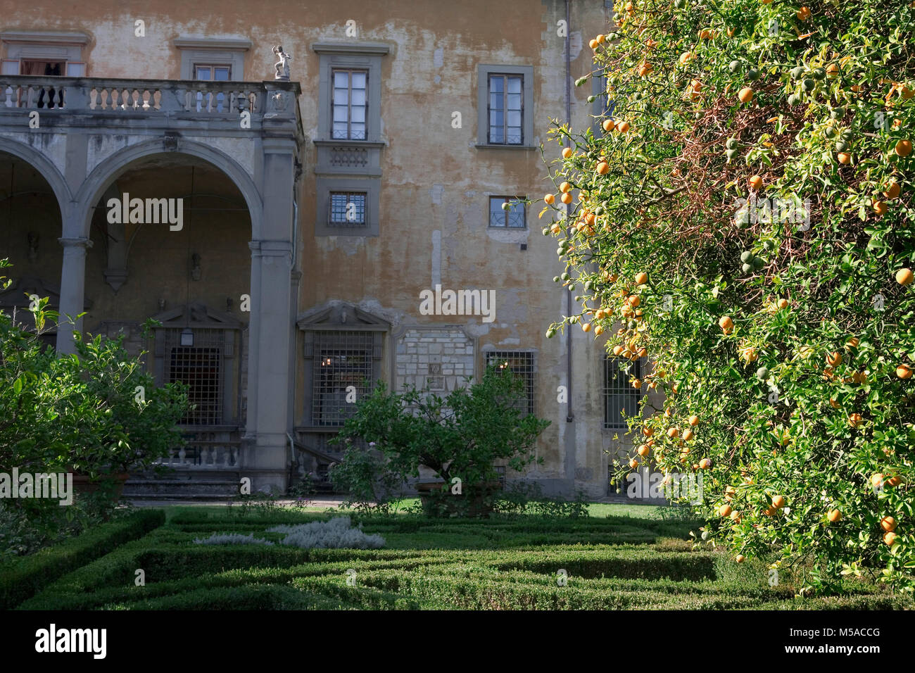 Giardino Corsini al Prato, Florenz, Toskana, Italien: Blick auf den Palast über der Box Hedging mit einer Zitrone Baum im Vordergrund. Stockfoto
