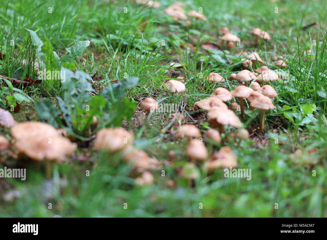 Braune Champignons in eine Fee Ring Stockfoto