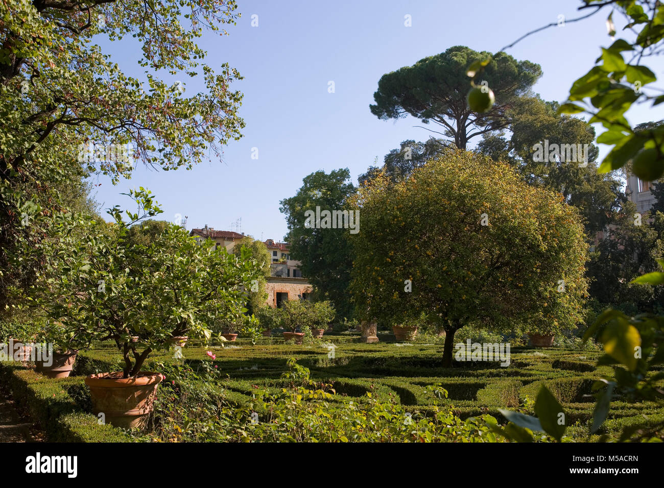 Giardino Corsini al Prato, Florenz, Toskana, Italien: Blick vom Schloss auf der box Absicherungs- und Zitronenbäume Stockfoto