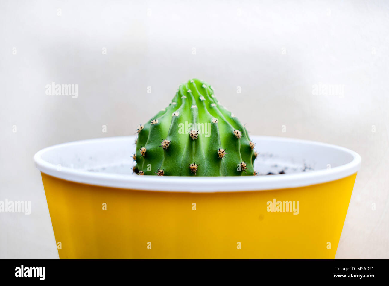 Kaktus weihnachtsbaum -Fotos und -Bildmaterial in hoher Auflsung  Alamy