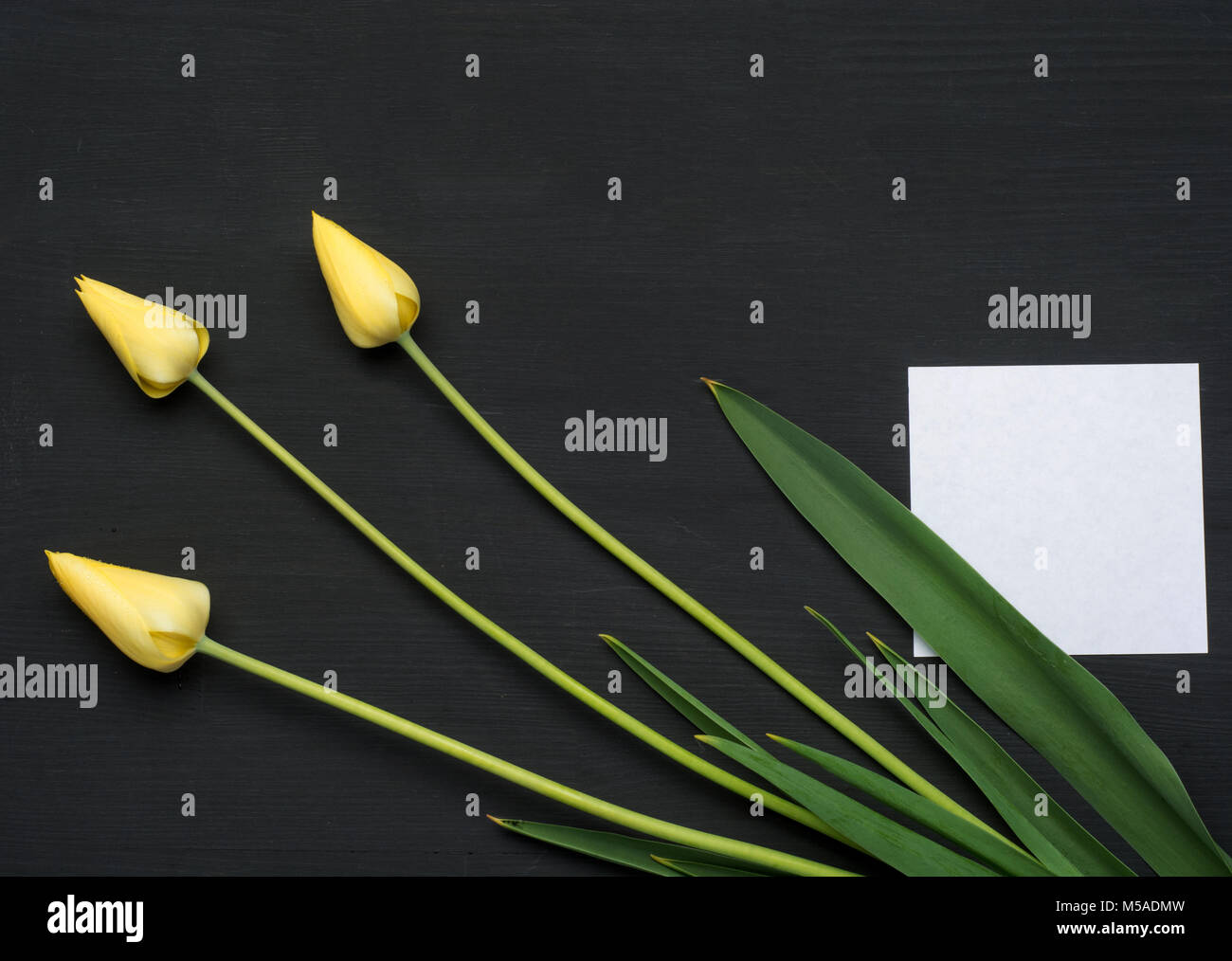 Tulip Blumenstrauß über weißen Hintergrund mit benutzerdefinierten Text Hallo Frühling. Stockfoto