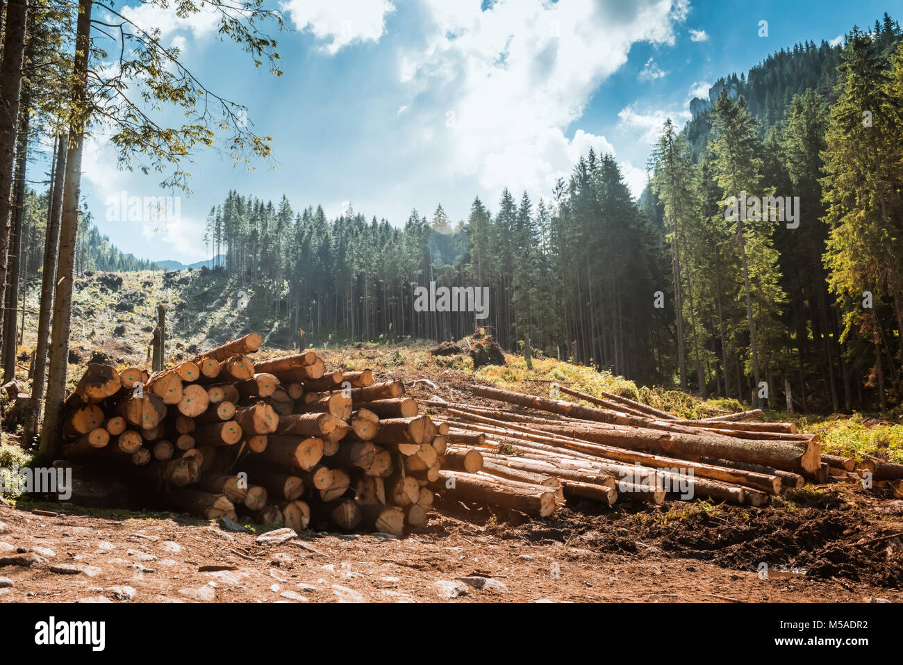 Protokoll-Stacks auf der Forststraße Stockfoto