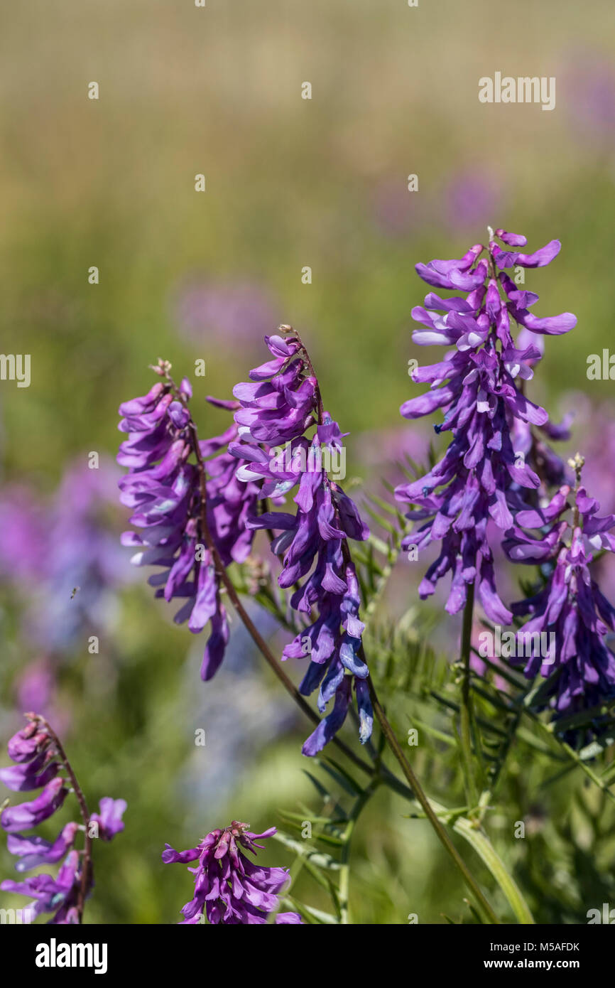 Blühende Fine-Leaved Wicke (Vicia Tenuifolia) Stockfoto