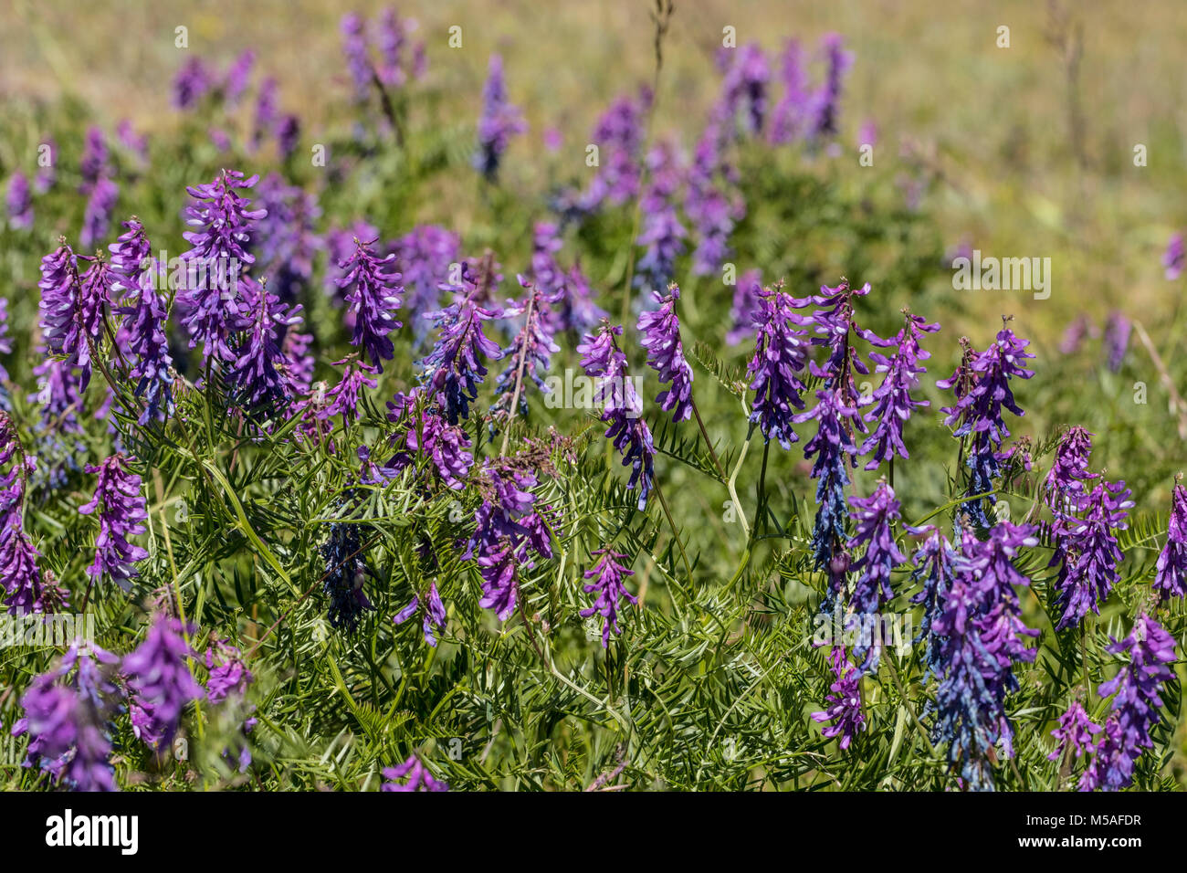 Blühende Fine-Leaved Wicke (Vicia Tenuifolia) Stockfoto