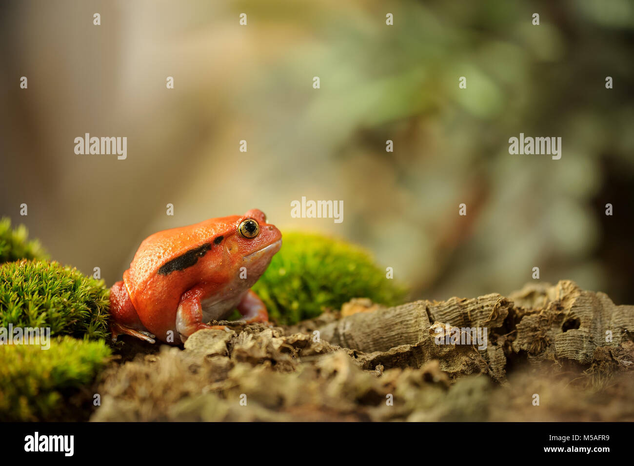 Crapaud rouge de Madagaskar - Dyscophus antongilii Stockfoto