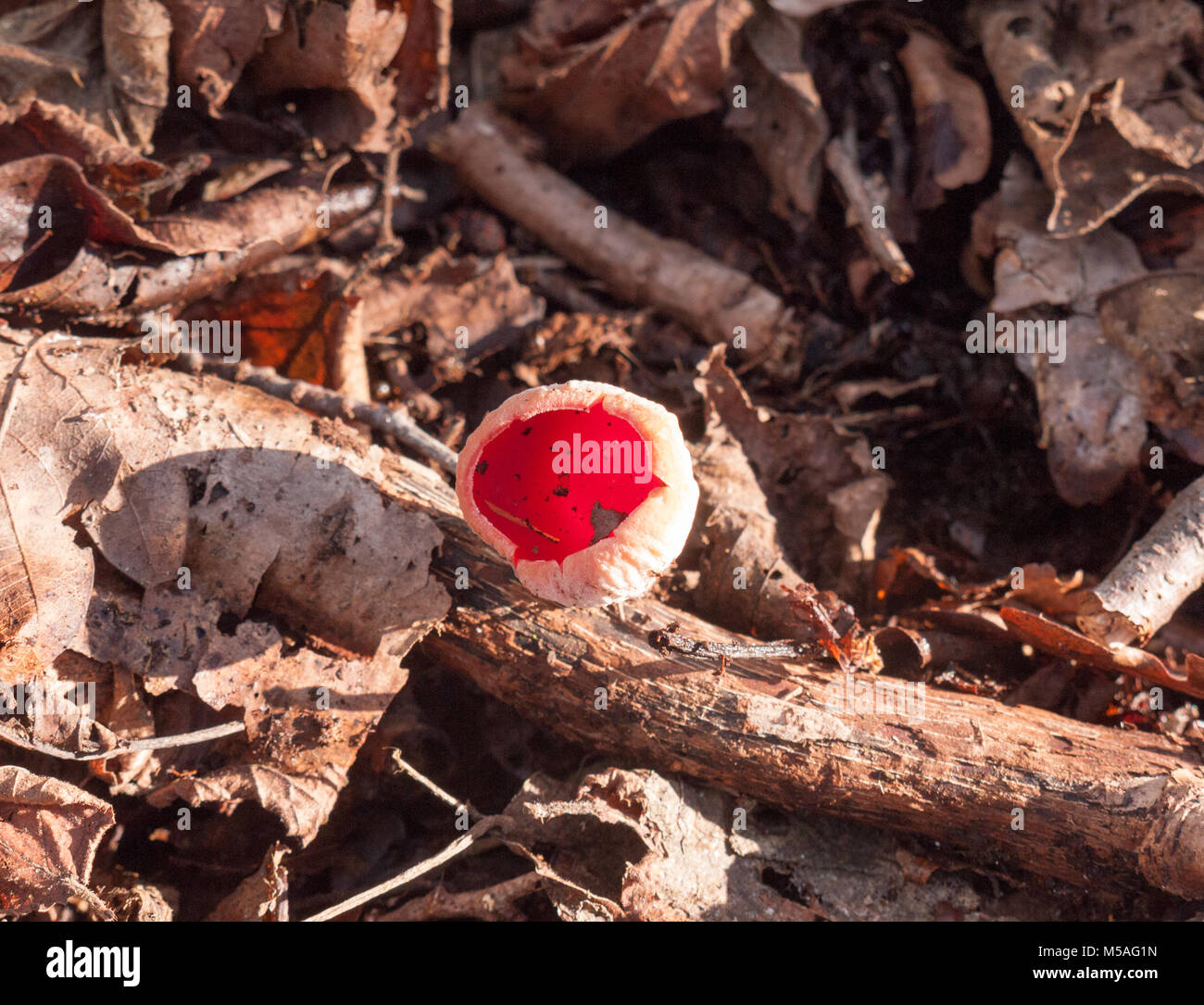 Schöne rote in der Nähe aufwachsen Pilzscheibe Waldboden Februar Frühling - Scharlach elf Cup, Essex, England, Großbritannien Stockfoto
