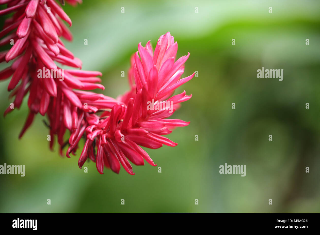 Alpinia purpurata, Ingwer, auch Strauß Plume und rosa Kegel Ingwer, die eine rosa tropische Blume mit grünem Hintergrund aufgerufen. Hat auch Kopieren sp Stockfoto