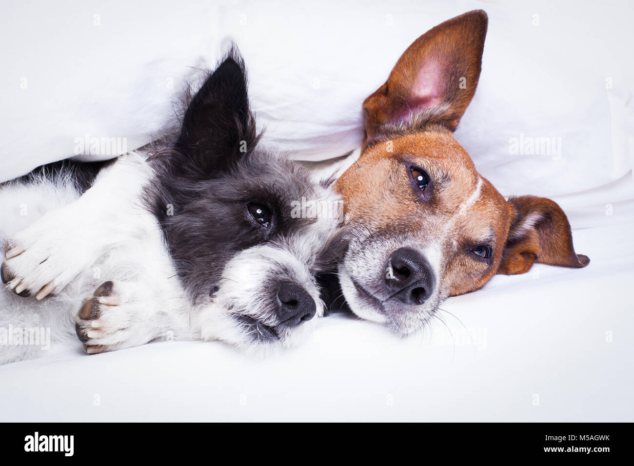 Glückliches Paar Hunde ruhen und umarmen einander unter der Decke im Bett, müde und schläfrig Stockfoto