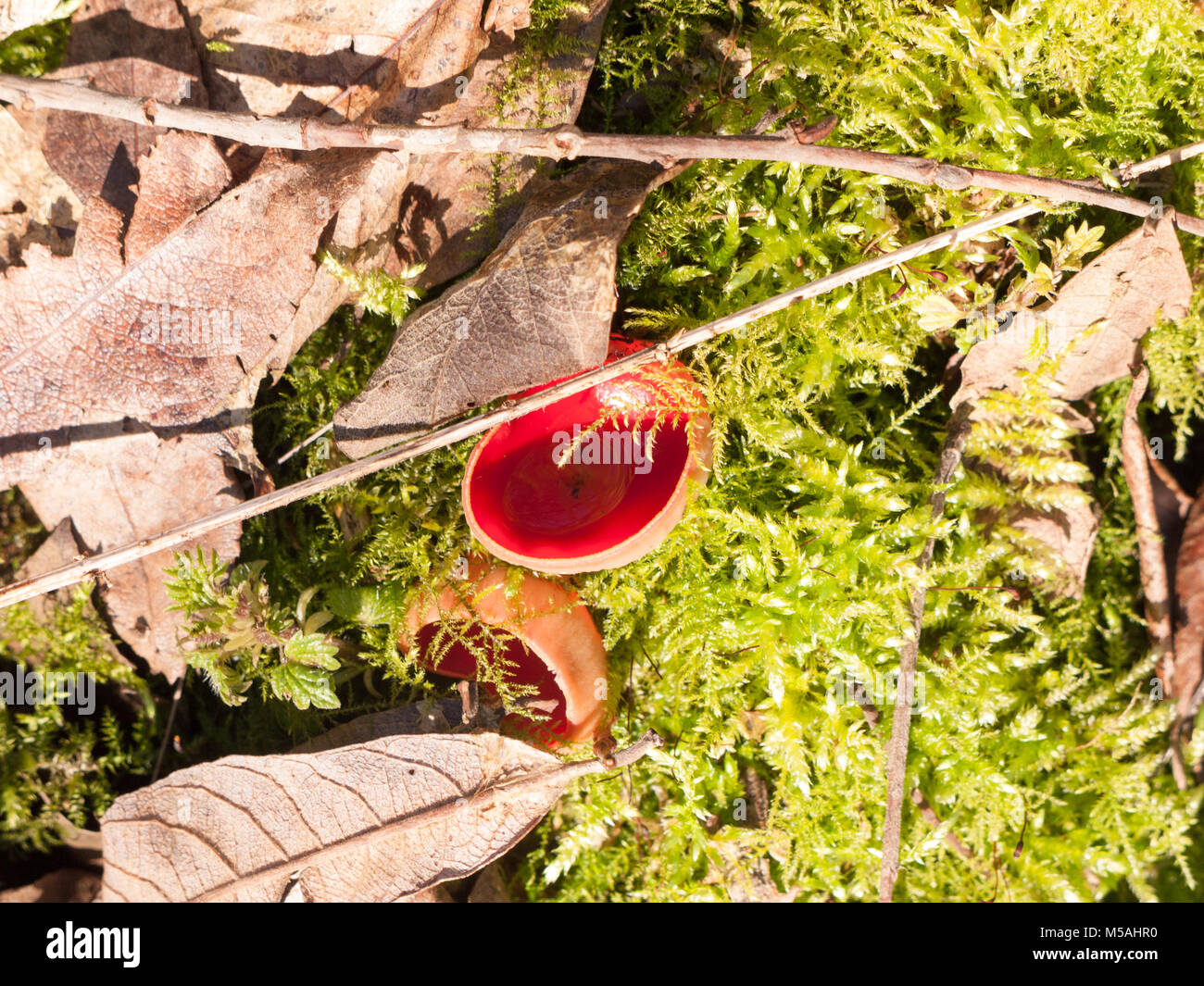 Wachsende Große red Scarlet elf Cups auf Wald Moos feuchten Fußboden Pilze, Essex, England, Großbritannien Stockfoto