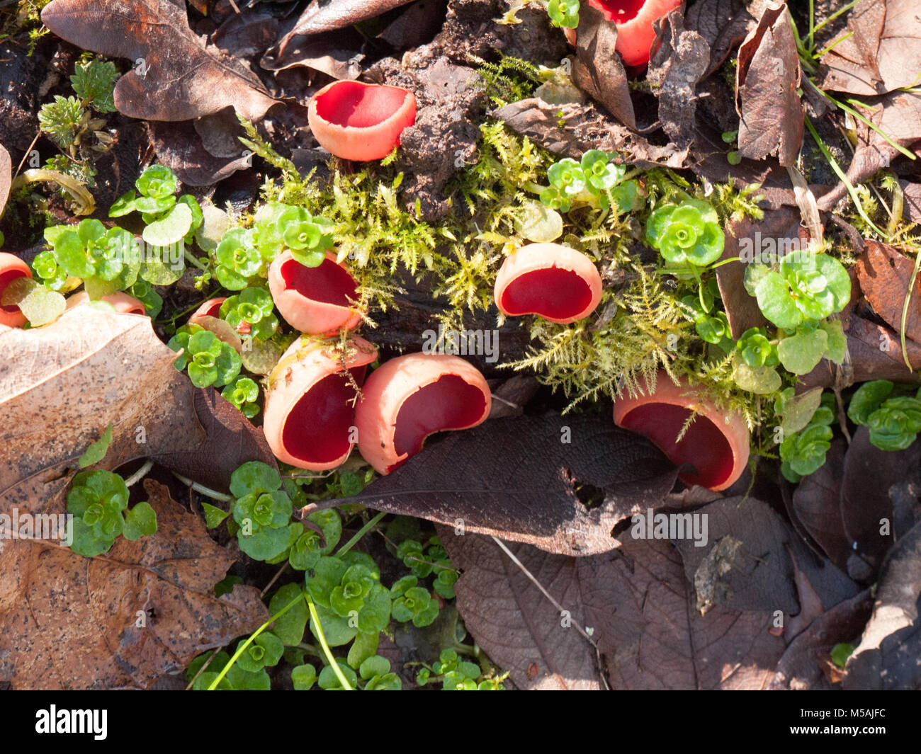 Wachsende Große red Scarlet elf Cups auf Wald Moos feuchten Fußboden Pilze, Essex, England, Großbritannien Stockfoto