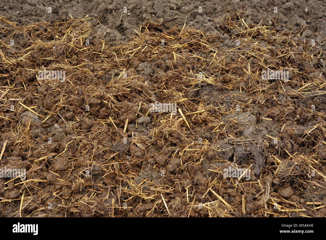 Pferdemist mit Stroh Betten verteilt auf den Boden im Herbst, oder im  Herbst, Bio-Kompost Material und Fruchtbarkeit zu einem Gemsegarten  hinzuzufgen Stockfotografie - Alamy