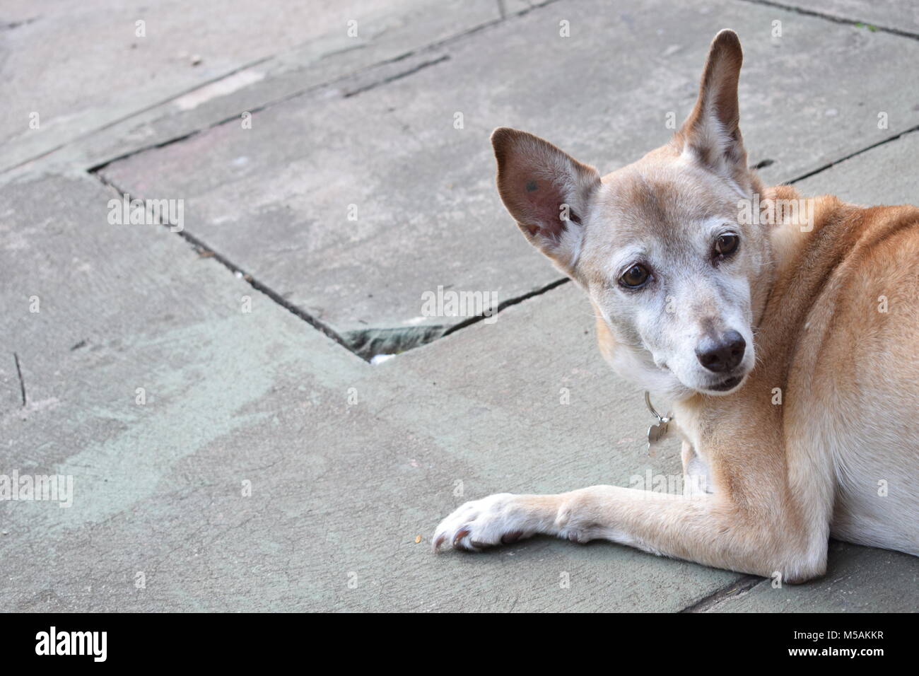 Hund zurück Stockfoto