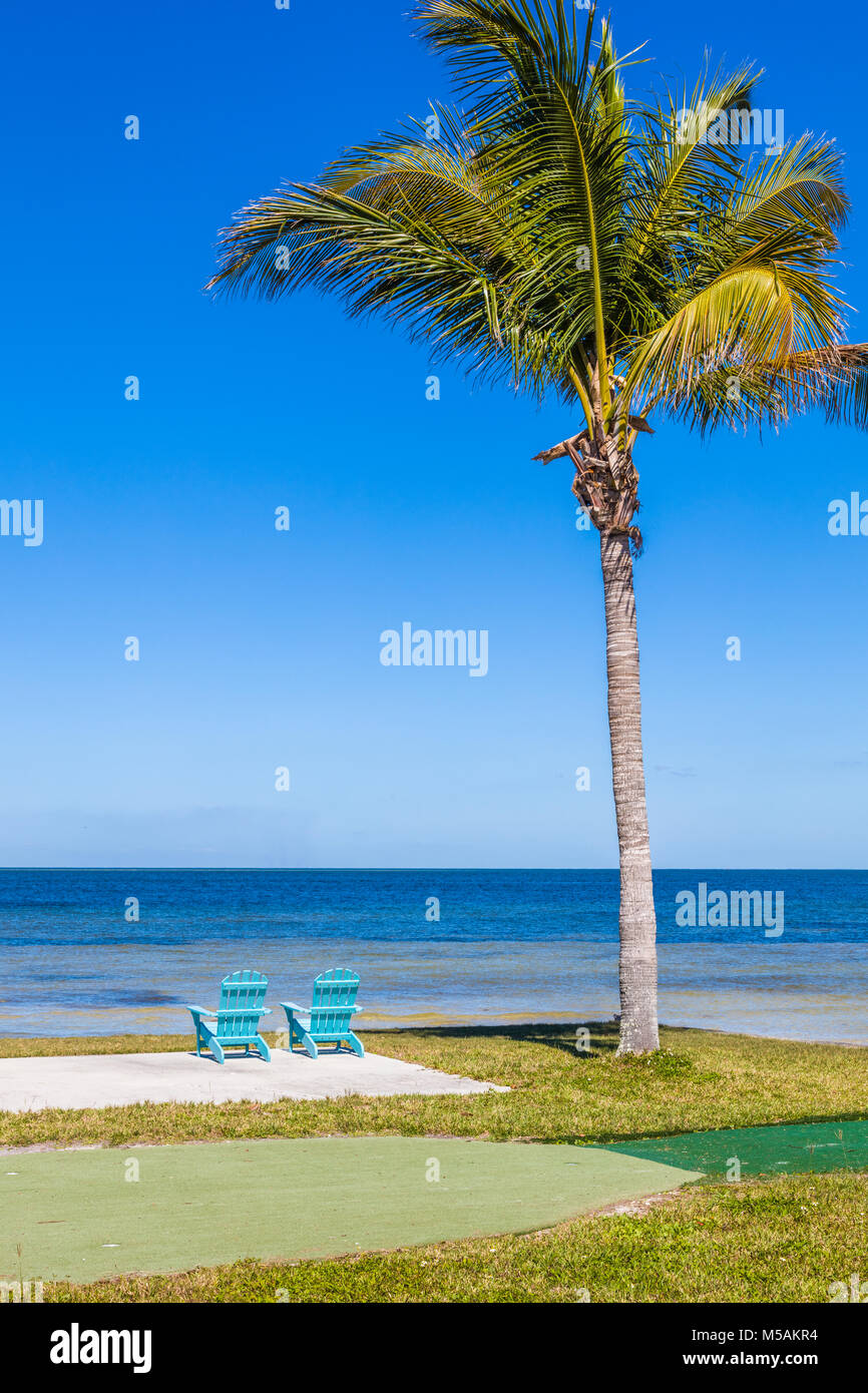 Palmen am Golf von Mexiko in Bokeelia auf Pine Island, Florida Stockfoto