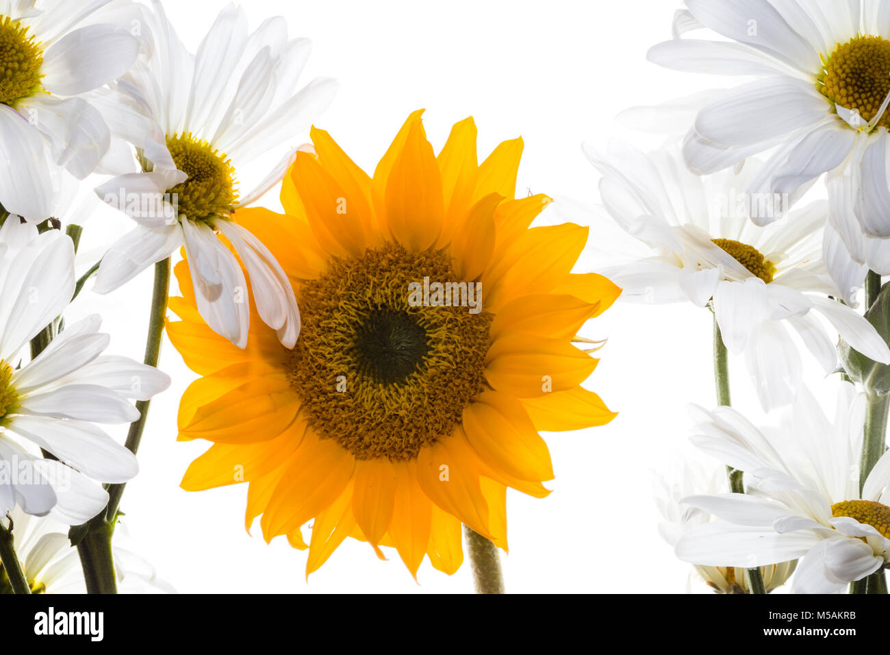 Bunte kleine Sonnenblume und weißen Blumen mit Hintergrundbeleuchtung mit einem weißen Hintergrund. Stockfoto