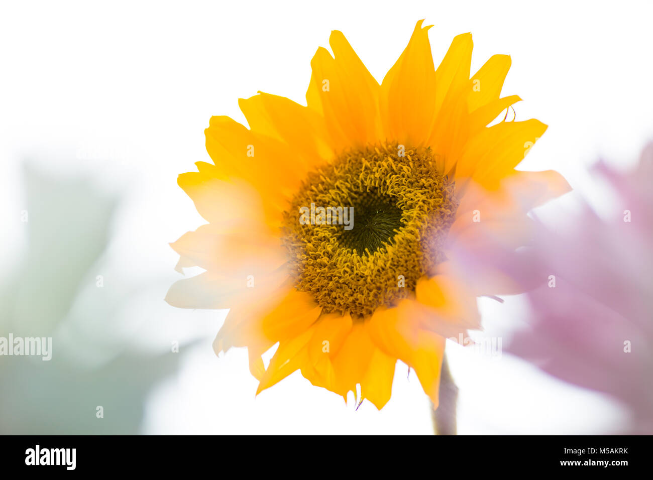 Bunte kleine Sonnenblume und weißen Blumen mit Hintergrundbeleuchtung mit einem weißen Hintergrund. Stockfoto