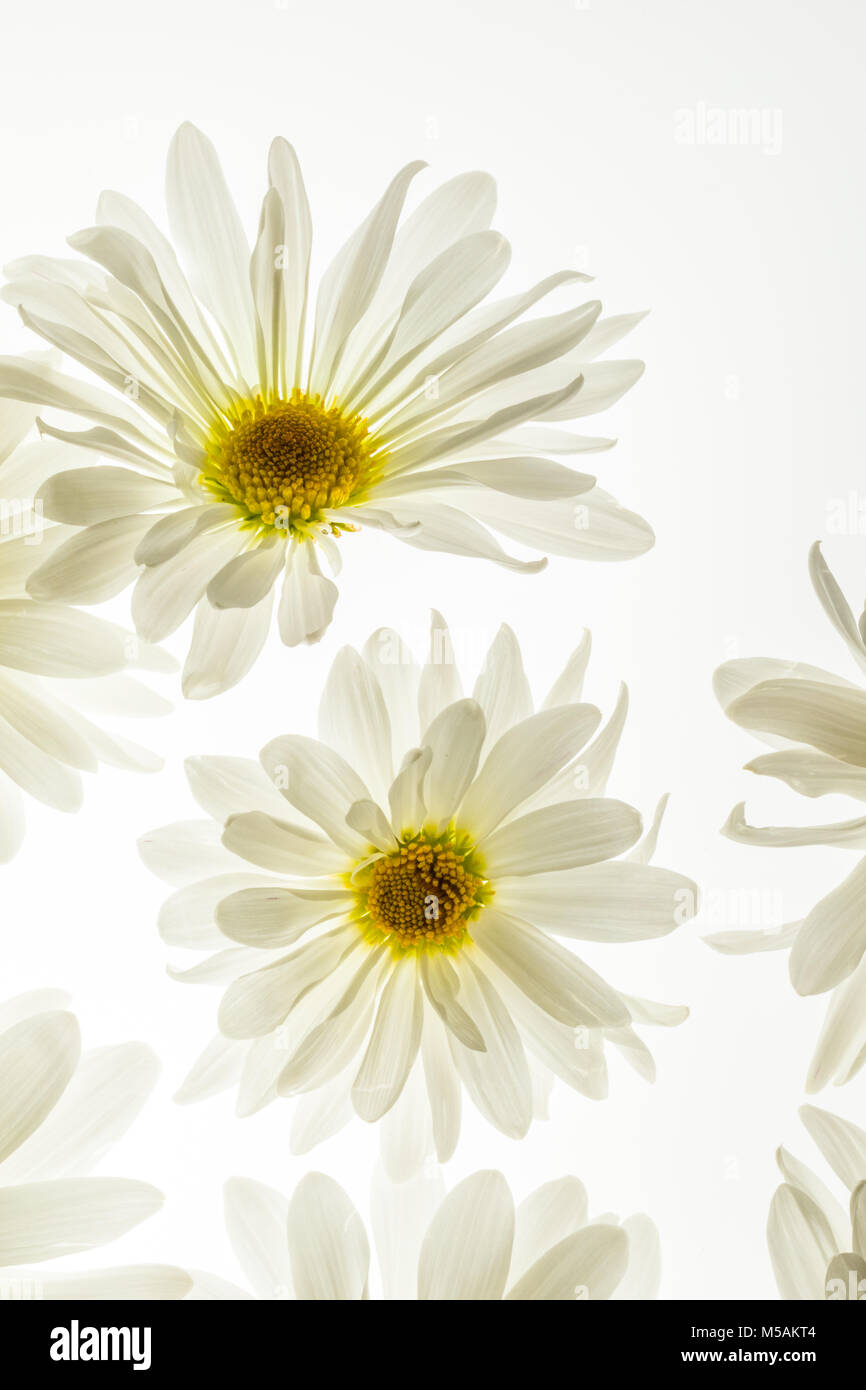 Bunte Blumen mit Hintergrundbeleuchtung mit einem weißen Hintergrund. Stockfoto