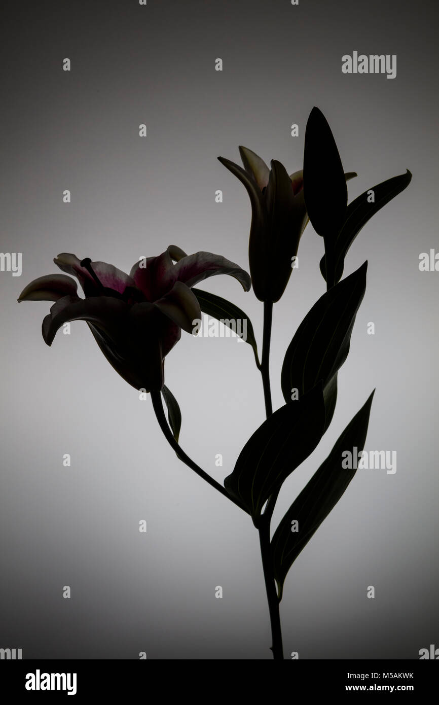 Silhouette von Schwarz-Weiß-Bild von Blumen gegen einen weißen Hintergrund Stockfoto