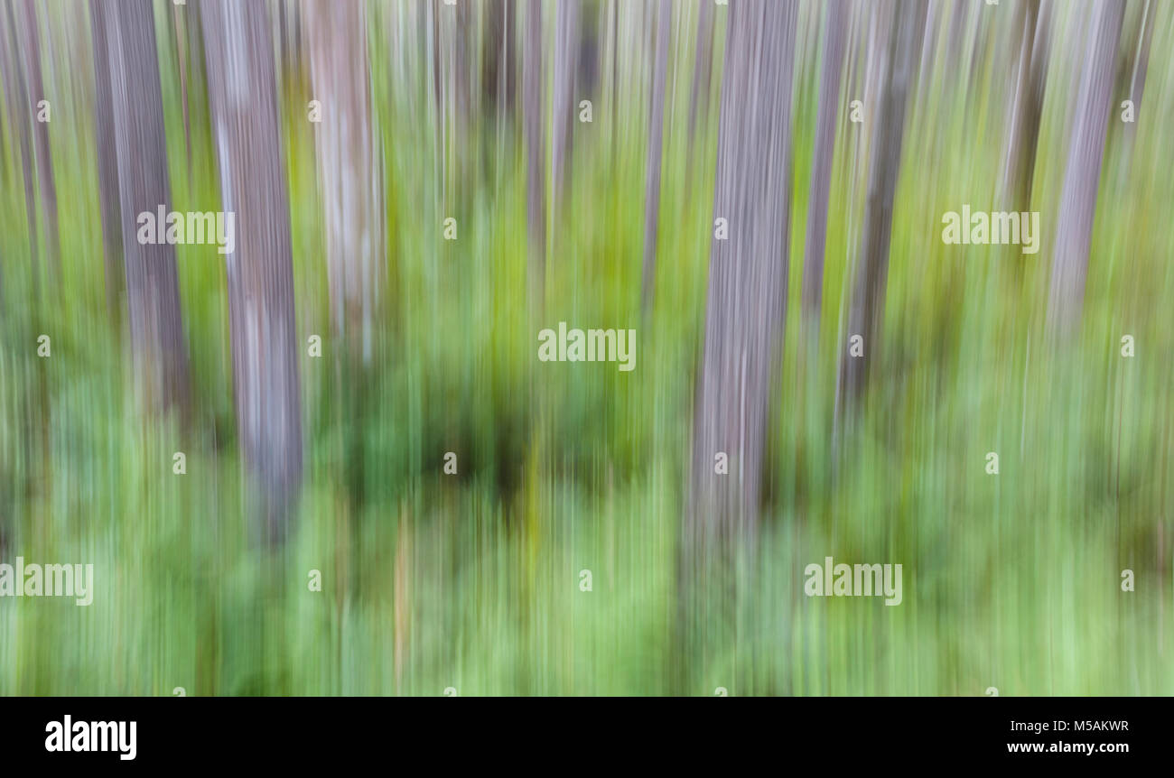 Zusammenfassung von grünen Waldboden mit grauen Bäumen Unscharf Stockfoto