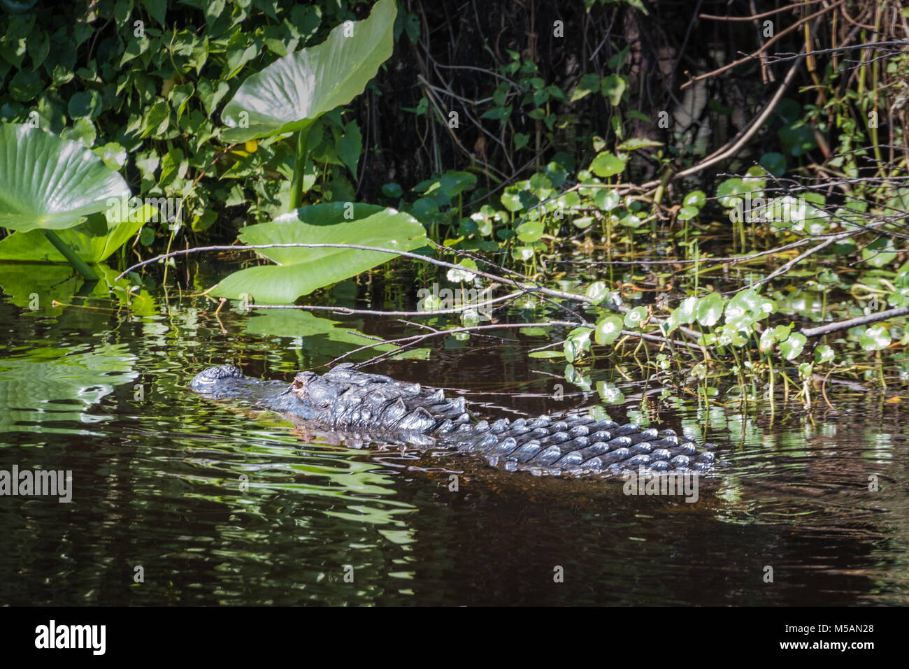 American alligator teilweise eingetaucht am Ufer des St. Johns River in zentralem Florida in der Nähe von Blue Spring State Park. Stockfoto