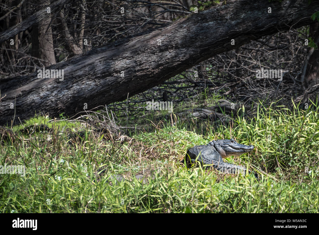 American alligator entlang der grasigen Ufer des St. Johns River in zentralem Florida in der Nähe von Blue Spring State Park. Stockfoto