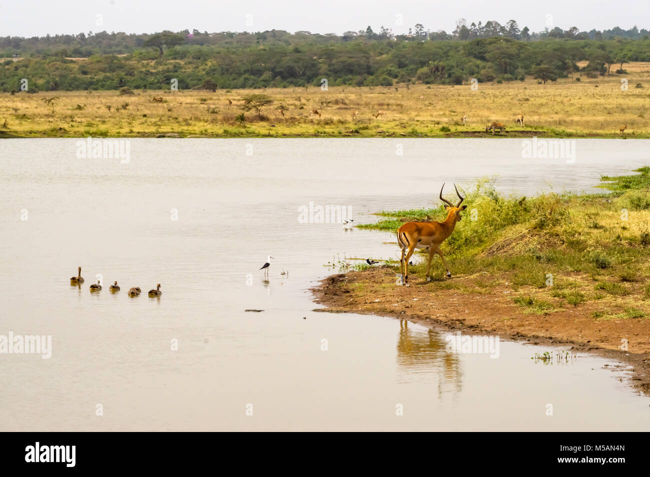 Impala am Rand von einem Wasserloch mit Enten und andere Vögel in Nairobi Kenia Park Stockfoto