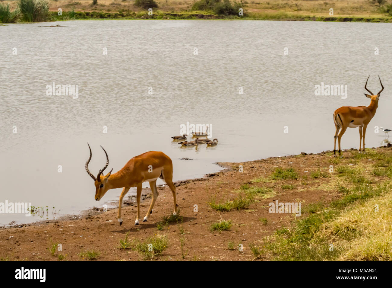 Impala am Rand von einem Wasserloch mit Enten und andere Vögel in Nairobi Kenia Park Stockfoto
