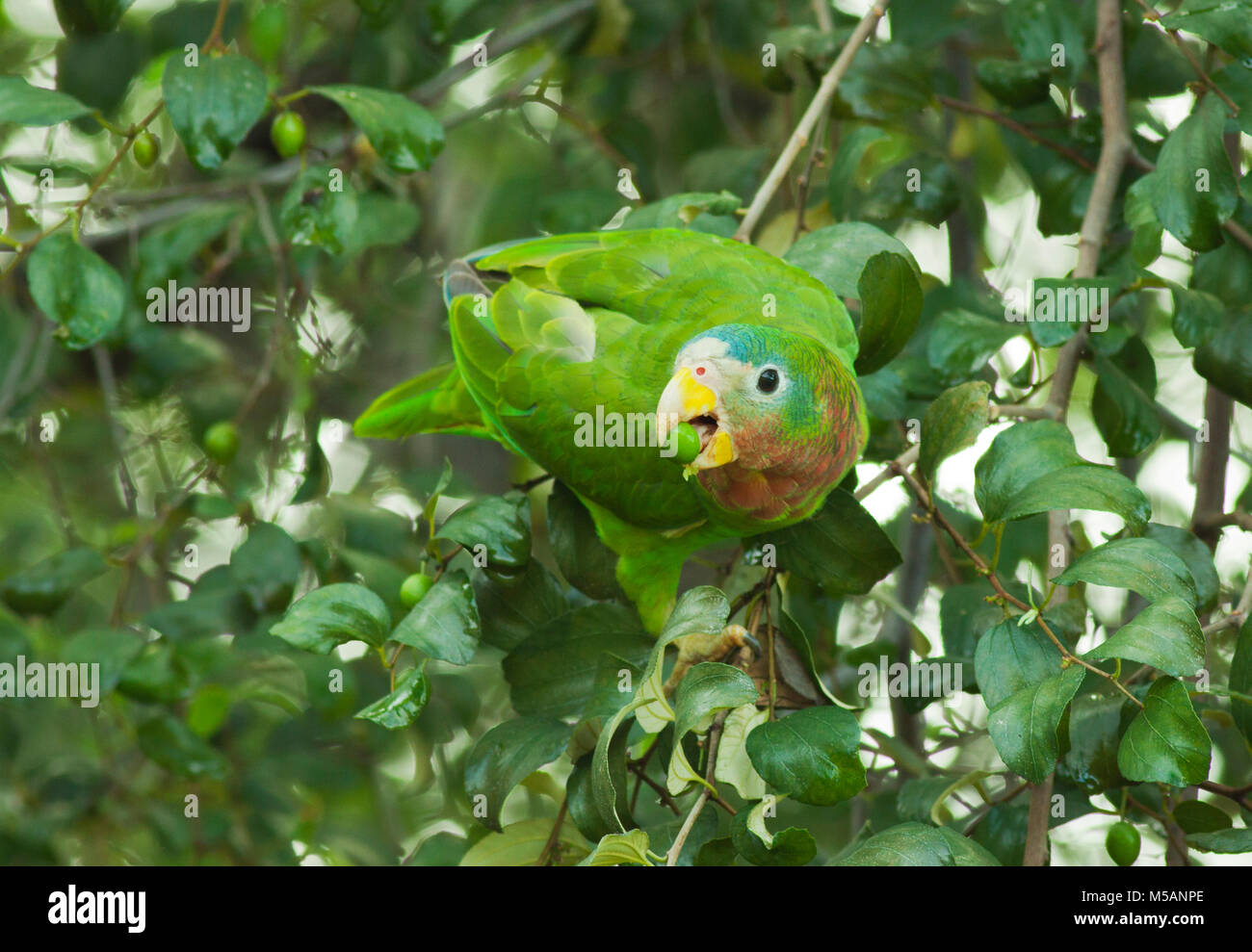 Yellow-billed Amazon Papagei (Amazona collaria) anfällig, endemisch auf Jamaika, wild Stockfoto