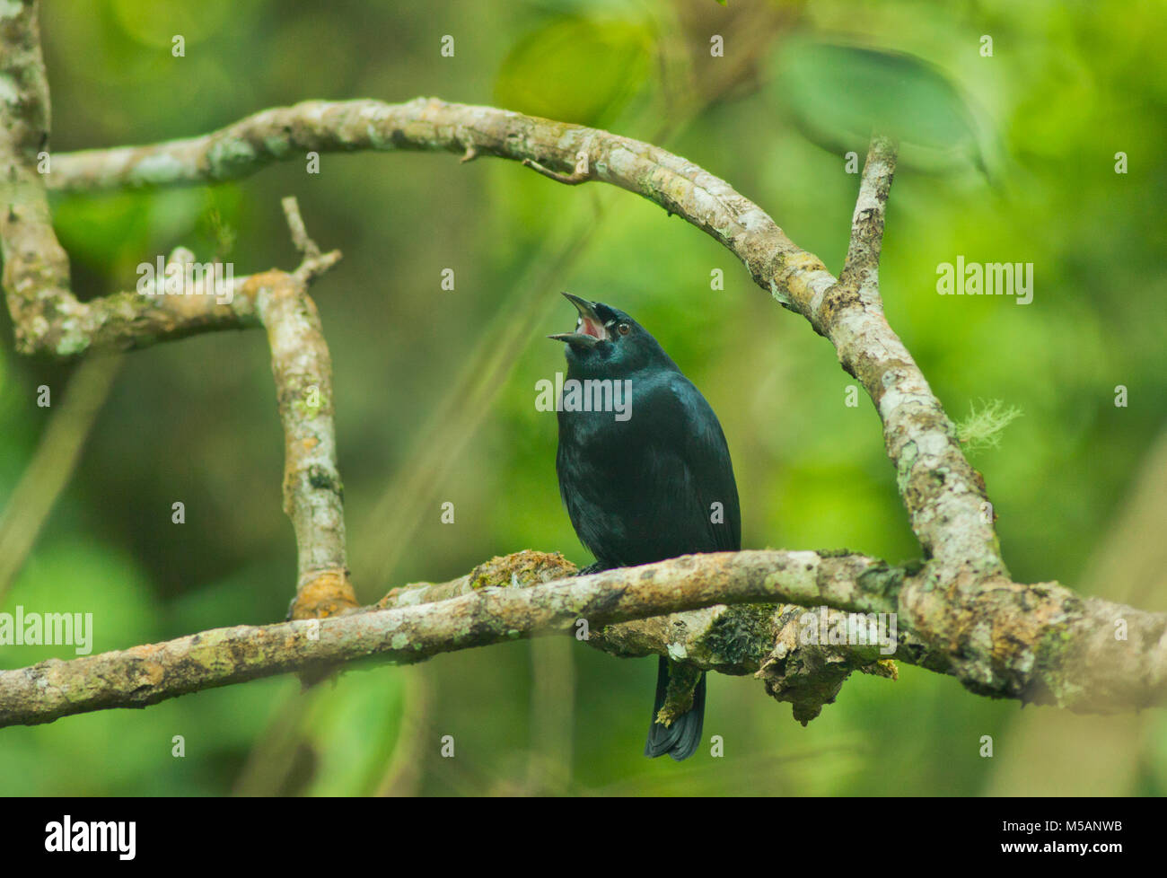 Jamaican Blackbird (Nesopsar nigerrimus) gefährdet, endemisch auf Jamaika, wild, Blau und John Crow Mountains National Park Stockfoto